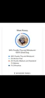 blue collar, a male Maltipoo for sale in Bonney Lake, WA – 7 of 7