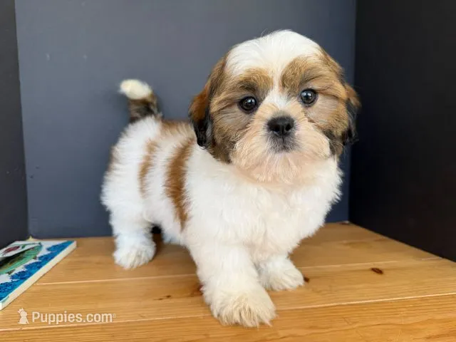 AKCS3-5 – Shih Tzu puppy for sale in Oxnard, CA