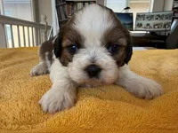 AKC3-4, a male Shih Tzu for sale in Oxnard, CA – 7 of 8
