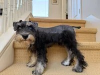 AKCM1-2, a male Miniature Schnauzer for sale in Oxnard, CA – 3 of 8