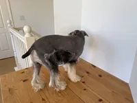 AKCM2-5, a male Miniature Schnauzer for sale in Oxnard, CA – 4 of 8