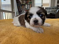AKCS3-2, a female Shih Tzu for sale in Oxnard, CA – 3 of 8