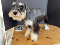AKCM1-1, a female Miniature Schnauzer for sale in Oxnard, CA – 4 of 8