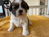 AKCS3-1, a female Shih Tzu for sale in Oxnard, CA – 7 of 8