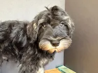 AKCM1-4, a male Miniature Schnauzer for sale in Oxnard, CA – 5 of 7