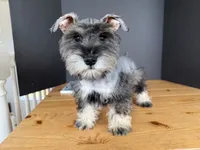 AKCM6-5, a female Miniature Schnauzer for sale in Oxnard, CA – Photo 7 of 7