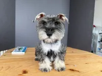 AKCM6-5, a female Miniature Schnauzer for sale in Oxnard, CA – Photo 3 of 7