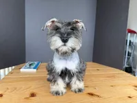 AKCM6-5, a female Miniature Schnauzer for sale in Oxnard, CA – Photo 5 of 7