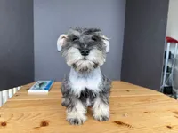 AKCM6-5, a female Miniature Schnauzer for sale in Oxnard, CA – Photo 6 of 7