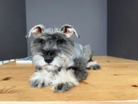 AKCM6-5, a female Miniature Schnauzer for sale in Oxnard, CA – Photo 2 of 7