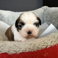 AKCS2-2, a male Shih Tzu for sale in Oxnard, CA – Photo 6 of 8