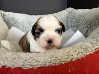 AKCS2-2, a male Shih Tzu for sale in Oxnard, CA – Photo 6 of 8