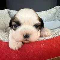 AKCS2-2, a male Shih Tzu for sale in Oxnard, CA – Photo 1 of 8