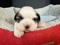 AKCS2-2, a male Shih Tzu for sale in Oxnard, CA – Photo 1 of 8