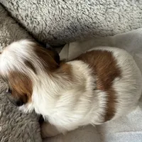 AKCS2-2, a male Shih Tzu for sale in Oxnard, CA – Photo 7 of 8