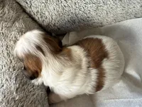 AKCS2-2, a male Shih Tzu for sale in Oxnard, CA – Photo 7 of 8