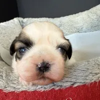 AKCS2-2, a male Shih Tzu for sale in Oxnard, CA – Photo 2 of 8