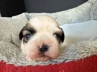 AKCS2-2, a male Shih Tzu for sale in Oxnard, CA – Photo 2 of 8