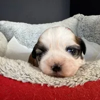 AKCS2-2, a male Shih Tzu for sale in Oxnard, CA – Photo 8 of 8