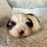 AKCS2-2, a male Shih Tzu for sale in Oxnard, CA – Photo 5 of 8