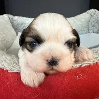 AKCS2-2, a male Shih Tzu for sale in Oxnard, CA – Photo 3 of 8