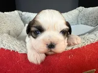 AKCS2-2, a male Shih Tzu for sale in Oxnard, CA – Photo 3 of 8