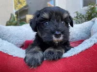 AKCM4-6, a male Miniature Schnauzer for sale in Oxnard, CA – Photo 4 of 5