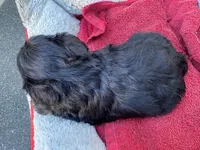 AKCM4-6, a male Miniature Schnauzer for sale in Oxnard, CA – Photo 5 of 5