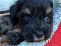 AKCM4-6, a male Miniature Schnauzer for sale in Oxnard, CA – Photo 2 of 5