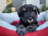 AKCM4-6, a male Miniature Schnauzer for sale in Oxnard, CA – Photo 3 of 5