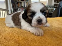 AKCS3-2, a female Shih Tzu for sale in Oxnard, CA – 7 of 8