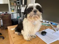 AKCS6-2, a male Shih Tzu for sale in Oxnard, CA – Photo 7 of 8