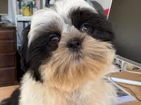 AKCS6-2, a male Shih Tzu for sale in Oxnard, CA – Photo 3 of 8