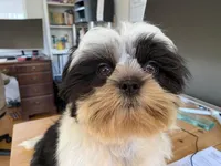 AKCS6-2, a male Shih Tzu for sale in Oxnard, CA – Photo 8 of 8