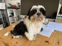 AKCS6-2, a male Shih Tzu for sale in Oxnard, CA – Photo 6 of 8