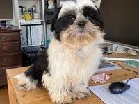 AKCS6-2, a male Shih Tzu for sale in Oxnard, CA – Photo 2 of 8