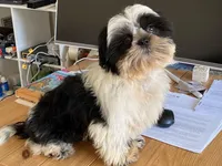 AKCS6-2, a male Shih Tzu for sale in Oxnard, CA – Photo 5 of 8