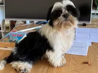 AKCS6-2, a male Shih Tzu for sale in Oxnard, CA – Photo 4 of 8