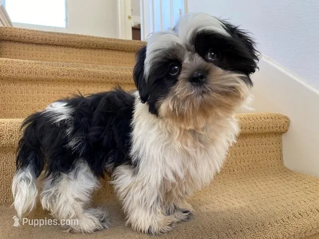 AKCS6-2, a male Shih Tzu for sale in Oxnard, CA – Photo 1 of 8