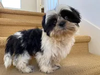 AKCS6-2, a male Shih Tzu for sale in Oxnard, CA – Photo 1 of 8