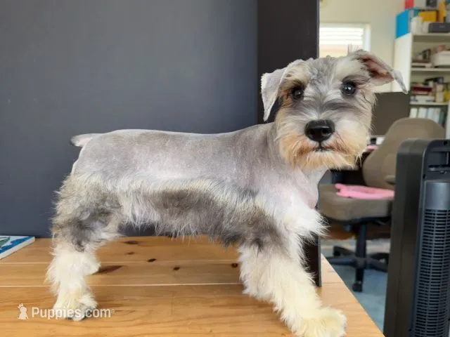 AKCM2-1 – Miniature Schnauzer puppy for sale in Oxnard, CA