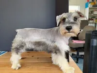 AKCM2-1, a female Miniature Schnauzer for sale in Oxnard, CA – 1 of 8