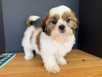 AKCS3-5, a male Shih Tzu for sale in Oxnard, CA – 2 of 8