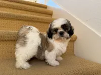 AKCS3-3, a male Shih Tzu for sale in Oxnard, CA – 7 of 8