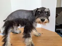 AKCM1-2, a male Miniature Schnauzer for sale in Oxnard, CA – 8 of 8