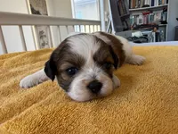 AKCS3-5, a male Shih Tzu for sale in Oxnard, CA – 3 of 8