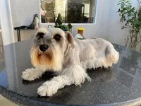 Nina, a female Miniature Schnauzer for sale in Oxnard, CA – Photo 5 of 6