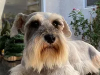 Nina, a female Miniature Schnauzer for sale in Oxnard, CA – Photo 3 of 6