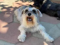 Nina, a female Miniature Schnauzer for sale in Oxnard, CA – Photo 2 of 6