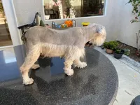 Nina, a female Miniature Schnauzer for sale in Oxnard, CA – Photo 4 of 6